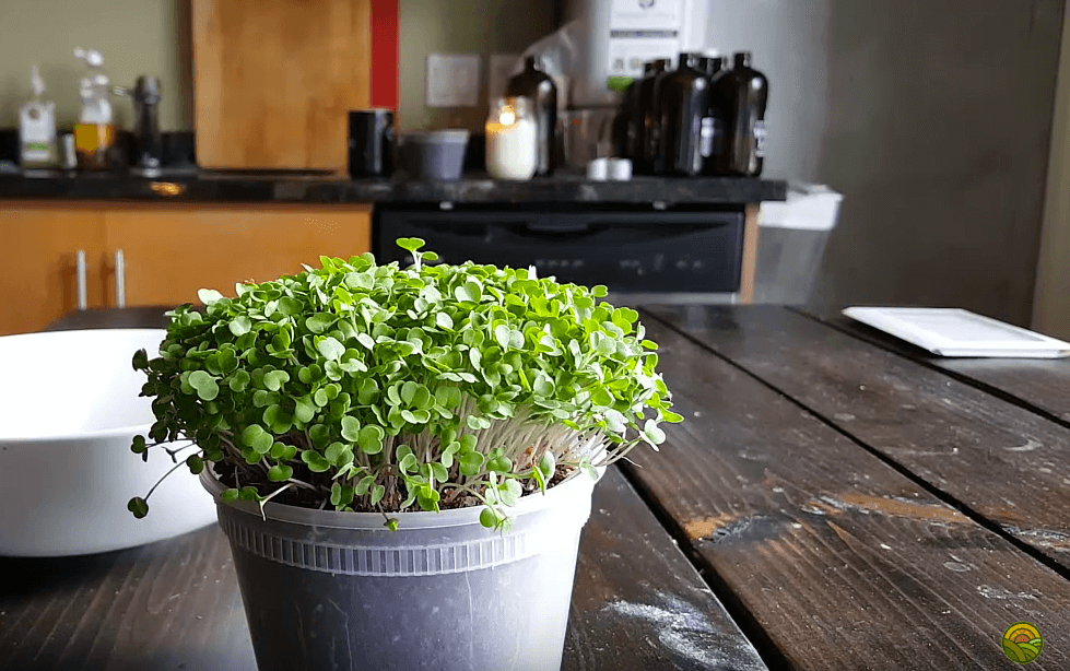 arugula microgreens