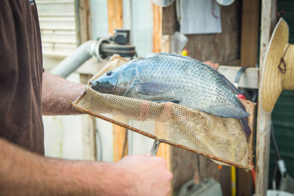 tilapia-fish-1 Pesticides in Aquaponics