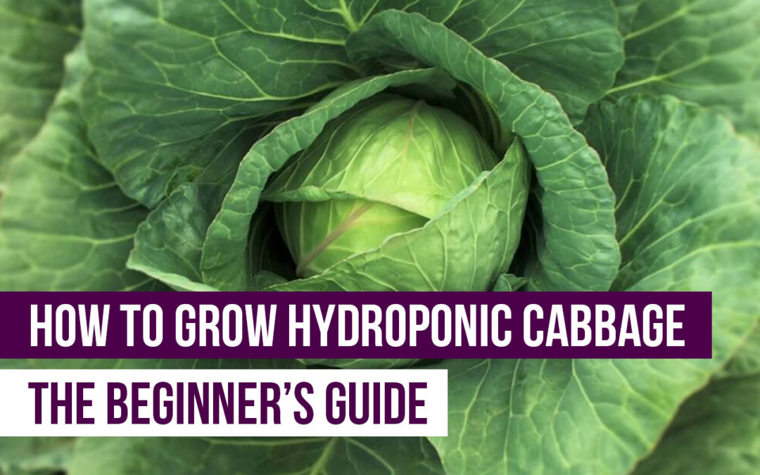 hydroponic cabbage