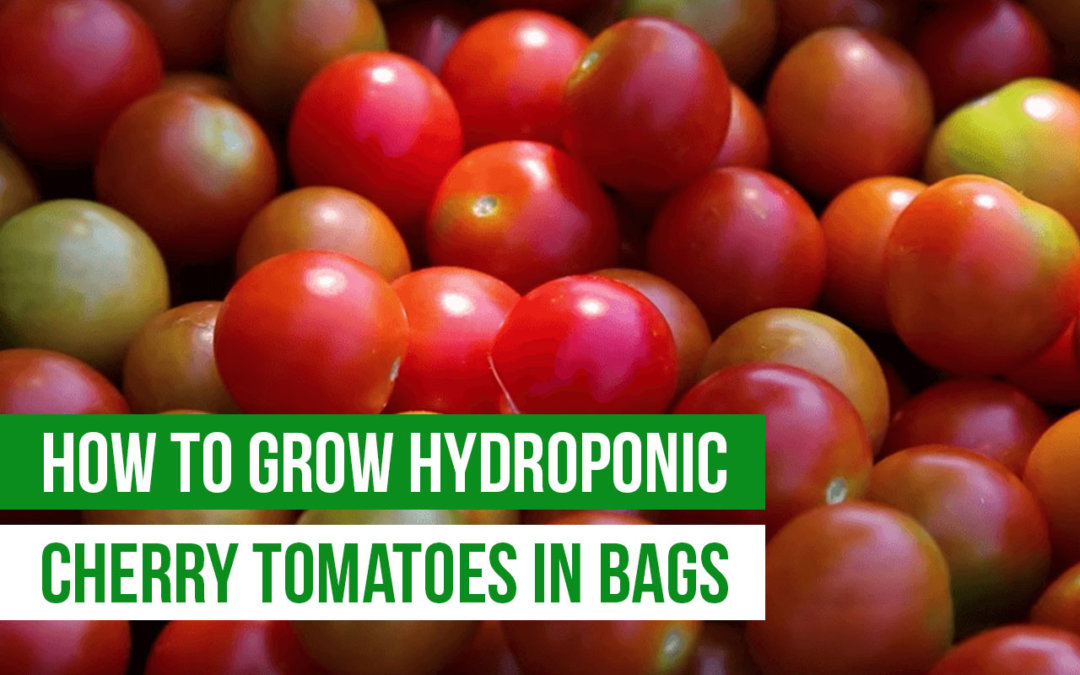 hydroponic cherry tomatoes