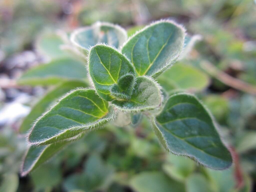 oregano in hydroponics