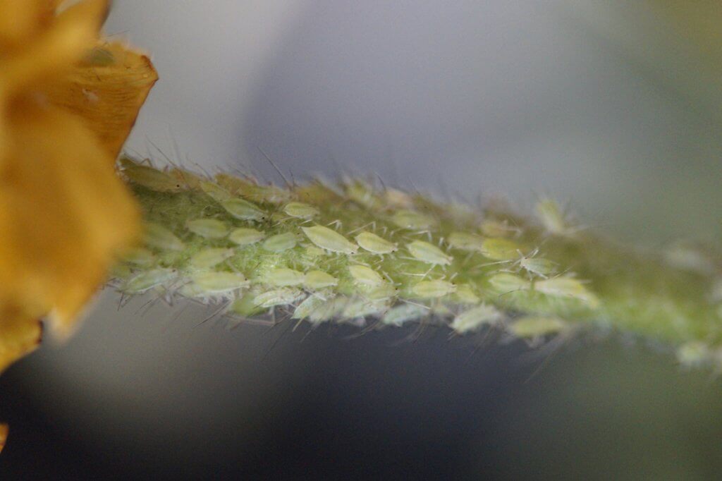 How to Control Aphids & Now and Forever - on stem, clones