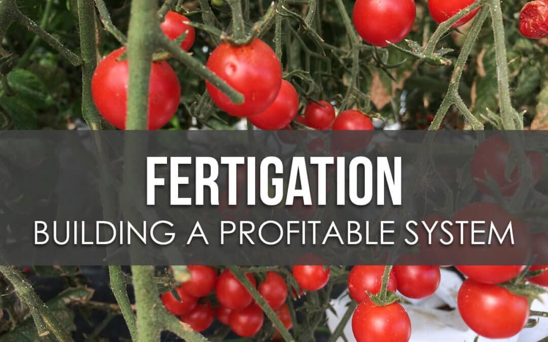 How to Build a Profitable Fertigation System in a Hoophouse