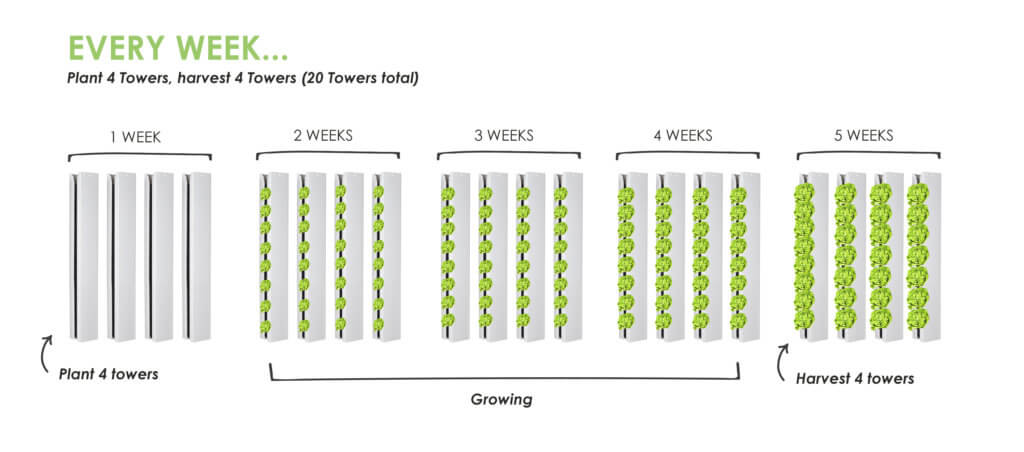 planting schedule-every-week