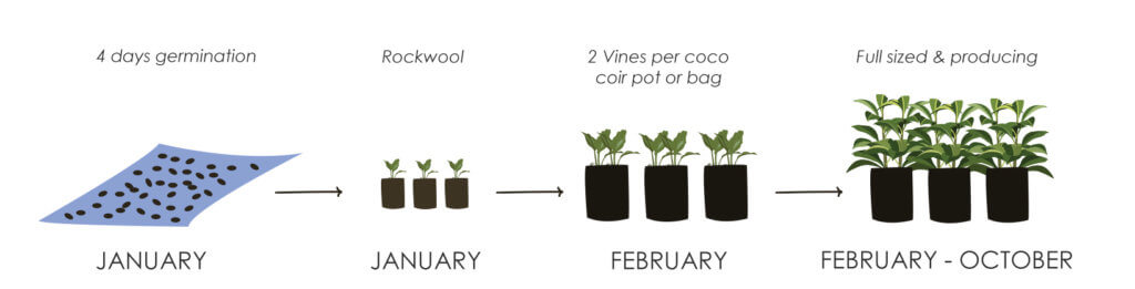 Hydroponic Tomatoes diagram