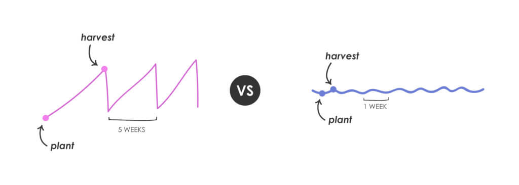 harvest-comparison planting schedule