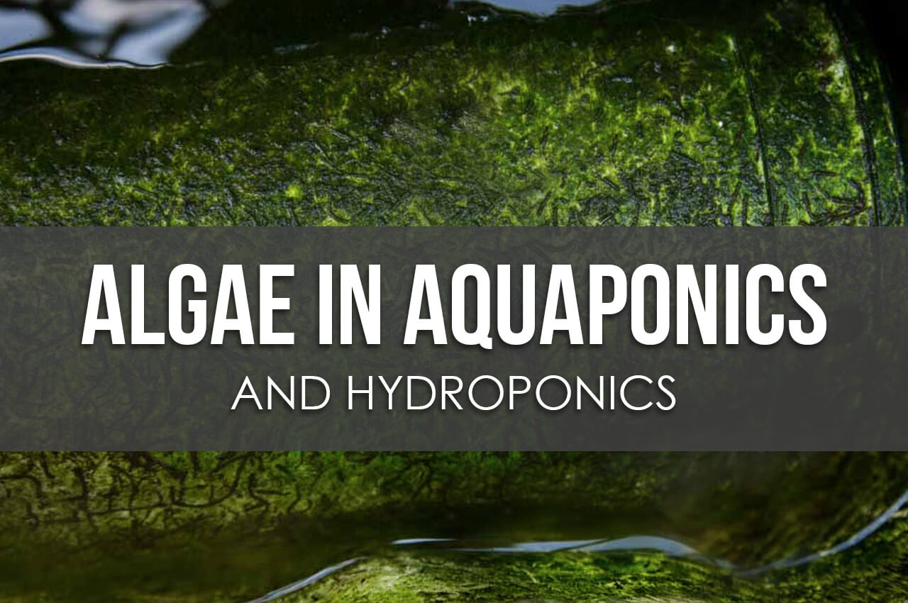 How to Manage Algae in Aquaponics and Hydroponics ...