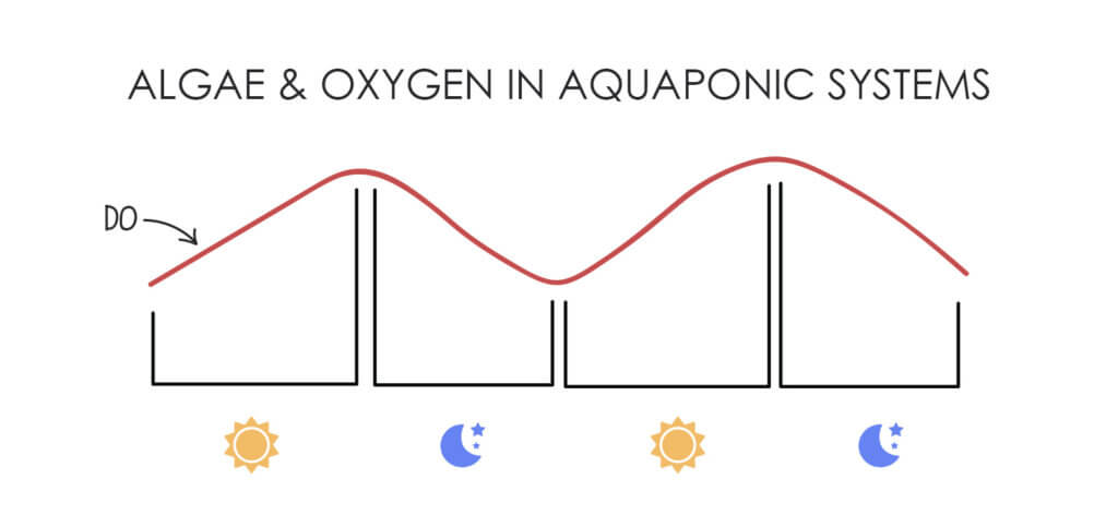 do-day-vs-night manage algae in aquaponics