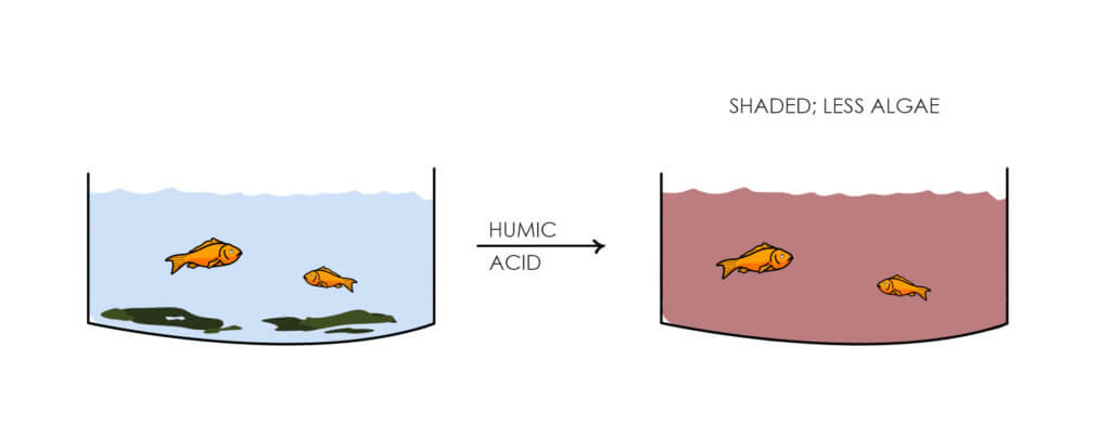 humic acid-two-tanks manage algae in aquaponics