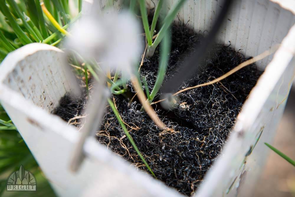 zipgrow-media-used-in-aquaponics manage algae in aquaponics