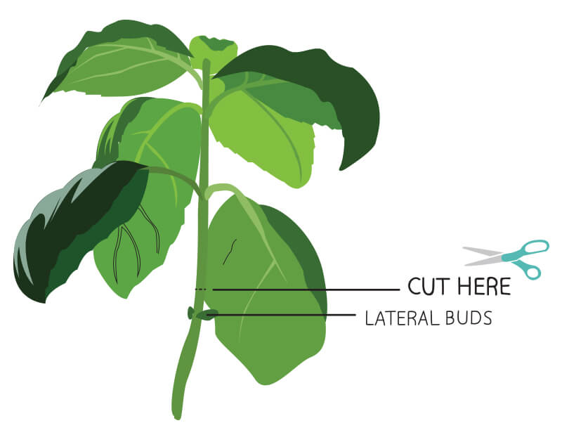 basil-cut-here hydroponic basil