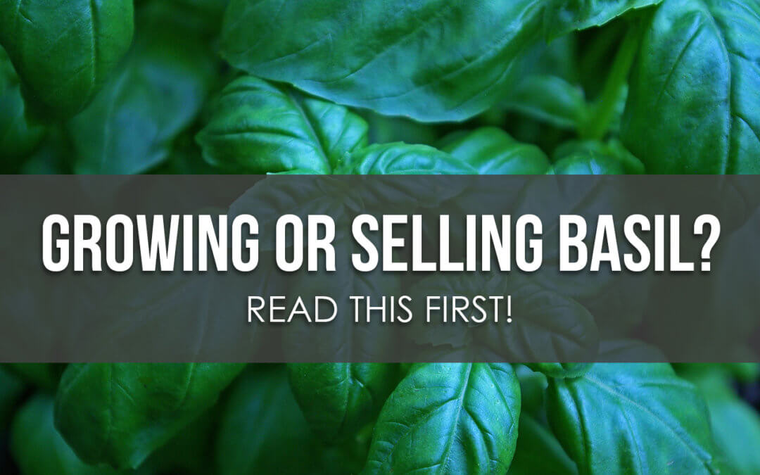 Growing Hydroponic Basil? Read This First