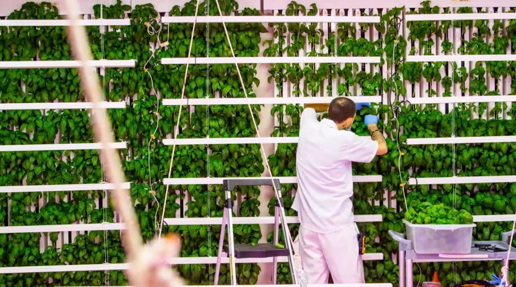 local-greens-harvesting- hydroponic basil