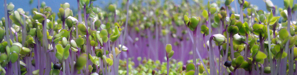 Cabbage microgreens - Make a Great First Impression on Restaurant Prospects