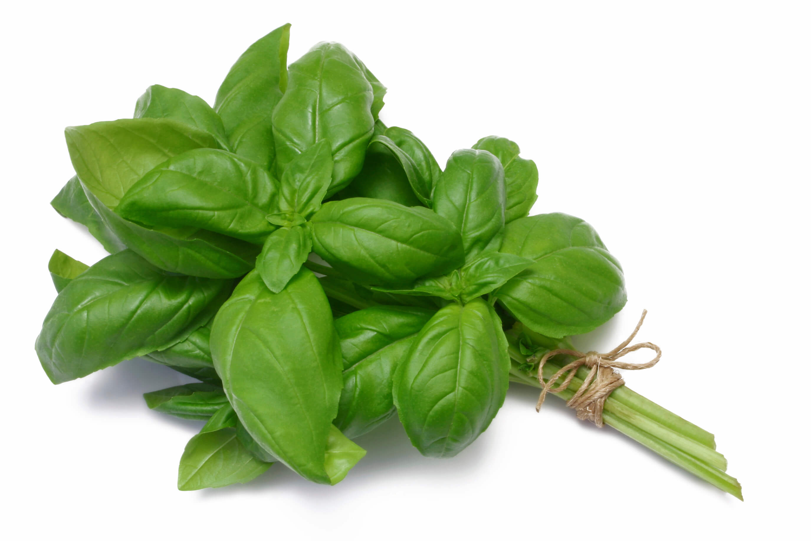 Basil is a valuable crop that can and should be grown locally.