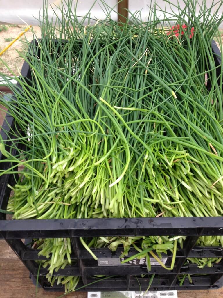 harvest-basket-of-chives starting a modern farm