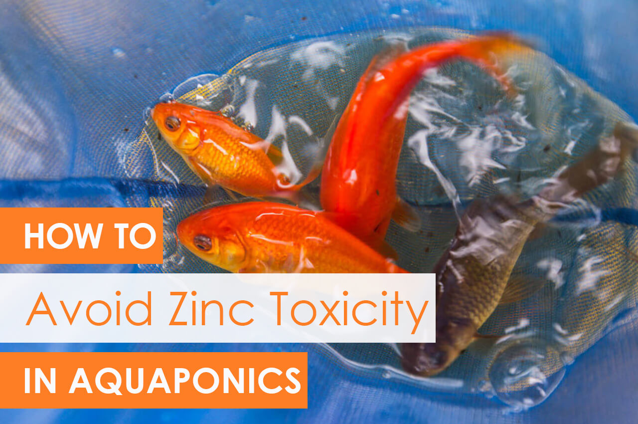 How to Avoid Zinc Toxicity in Aquaponics - Upstart University
