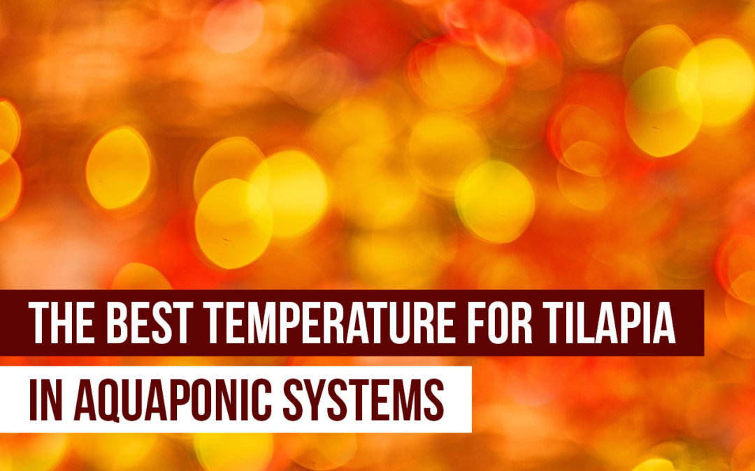 best temperature for tilapia in aquaponics systems