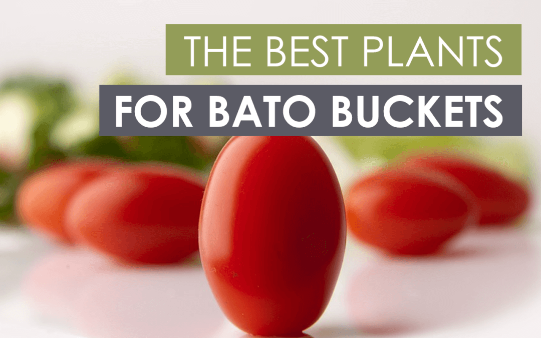 The Best Plants for Bato Buckets