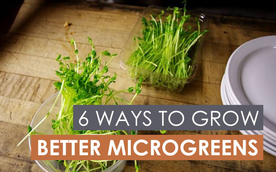 6 Ways to Grow Better Microgreens