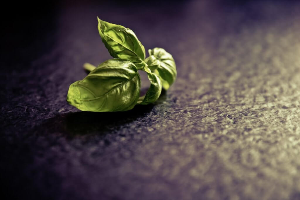 Best Crops for raft systems basil