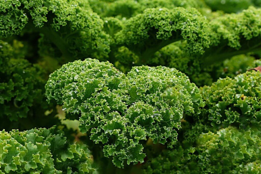 Best Crops for raft systems Kale2