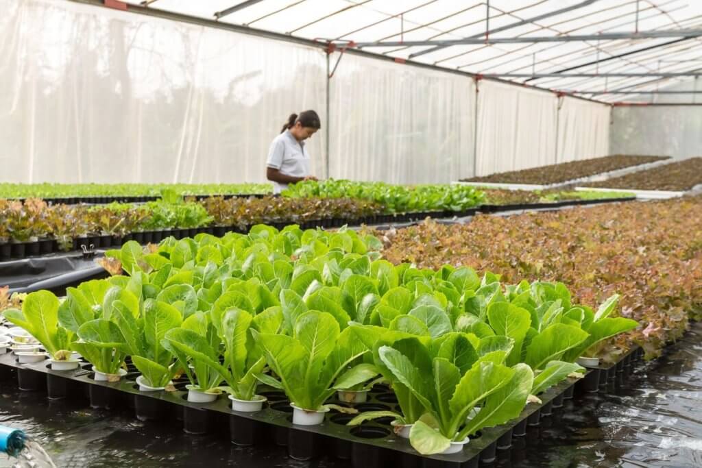 Best Crops for raft systems Lettuce