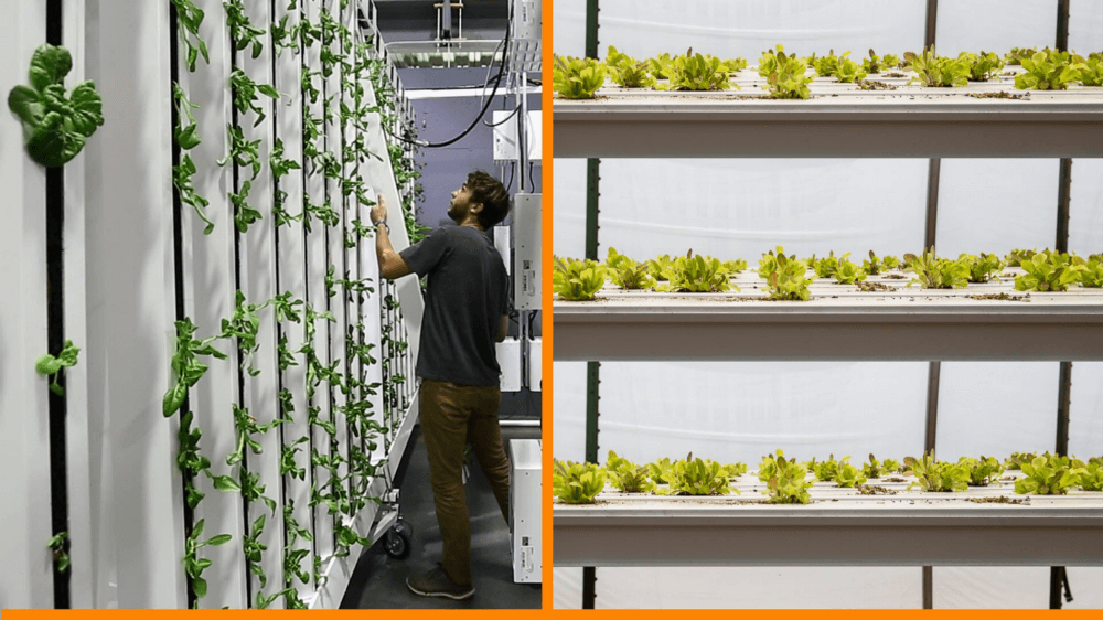 Why Vertical Farms Fail - vertical plane vs stacked horizontal plane