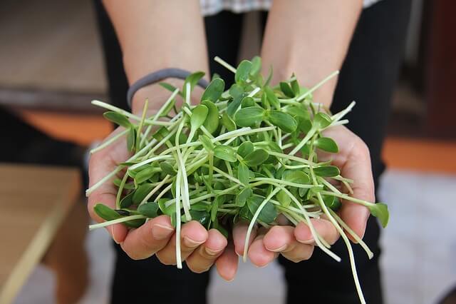 grow better microgreens