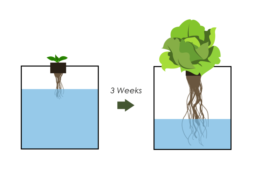 diagram showing the plant growth over 3 weeks using the kratky method