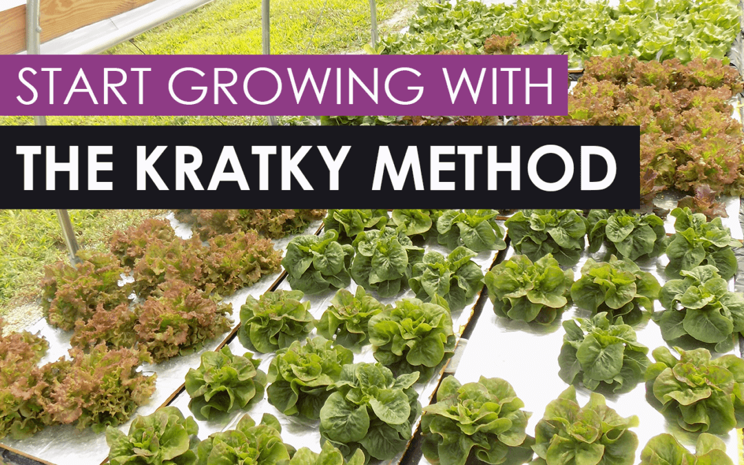 How To Start Growing With The Kratky Method