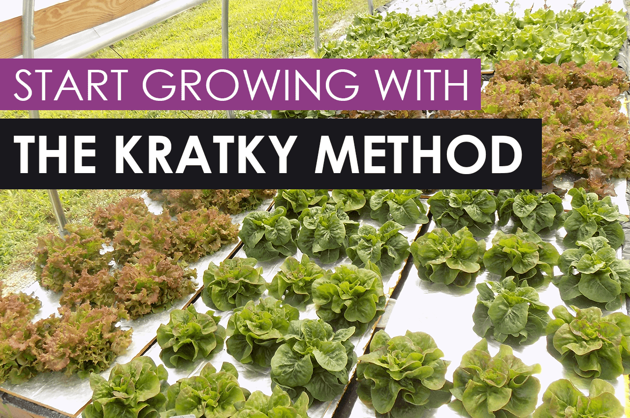 How To Start Growing With The Kratky Method - Upstart ...