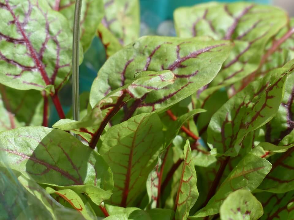 sorrel best crops for raft systems