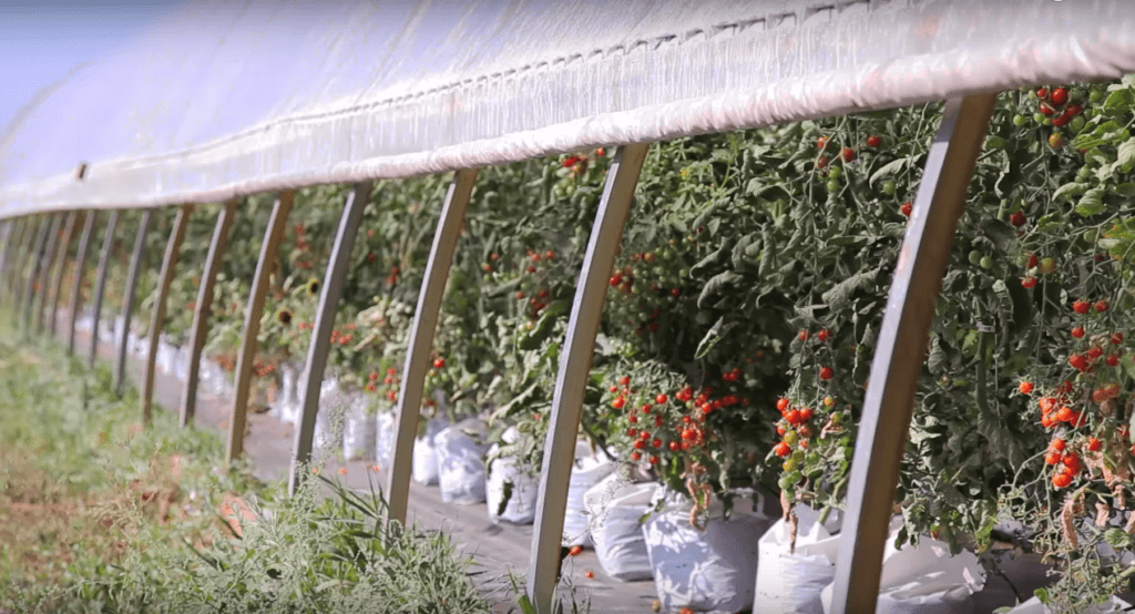 Ways to Upgrade Your Hoop houses Before: a seasonal single layer hoophouse with roll up walls