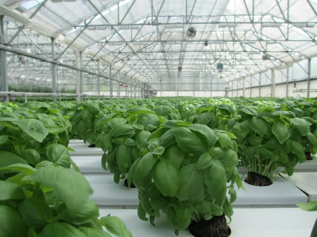 Crop Diversification for Indoor Farmers basil