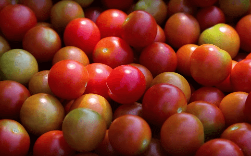 Hydroponic Tomatoes cherry