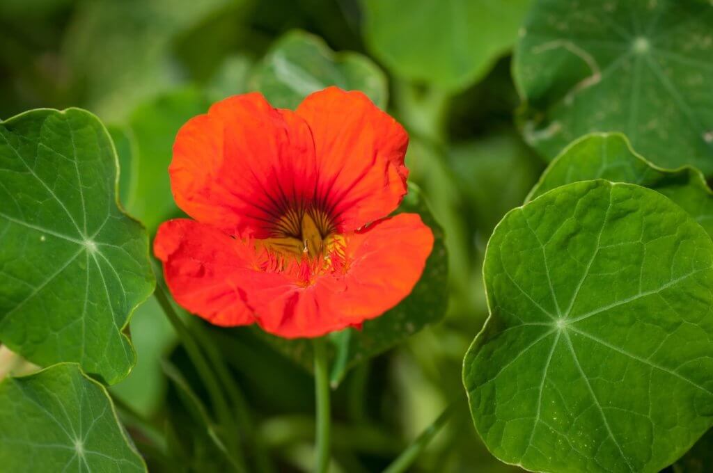 nasturtium hydroponics flower