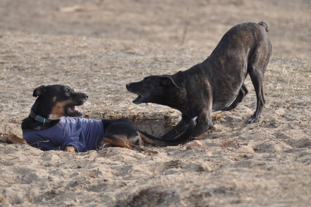 farm Business Partner dogs