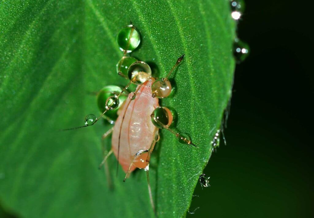 Crop Diversity aphid