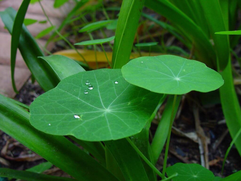 nasturtium hydroponics raindrops