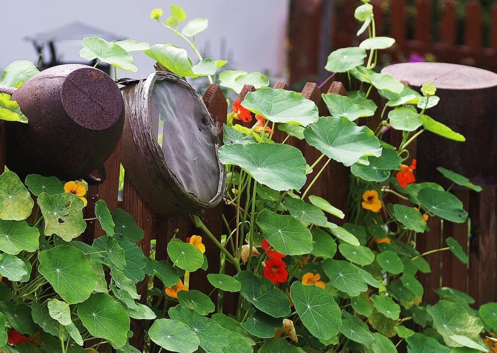 nasturtium hydroponics garden