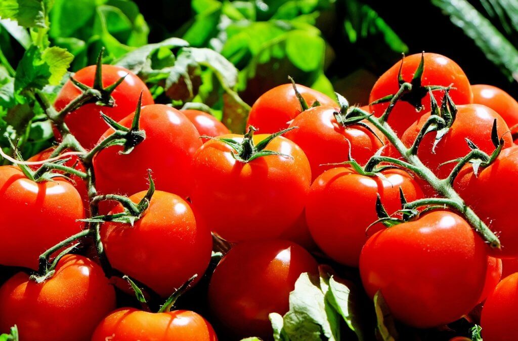 Hydroponic Tomatoes bunch