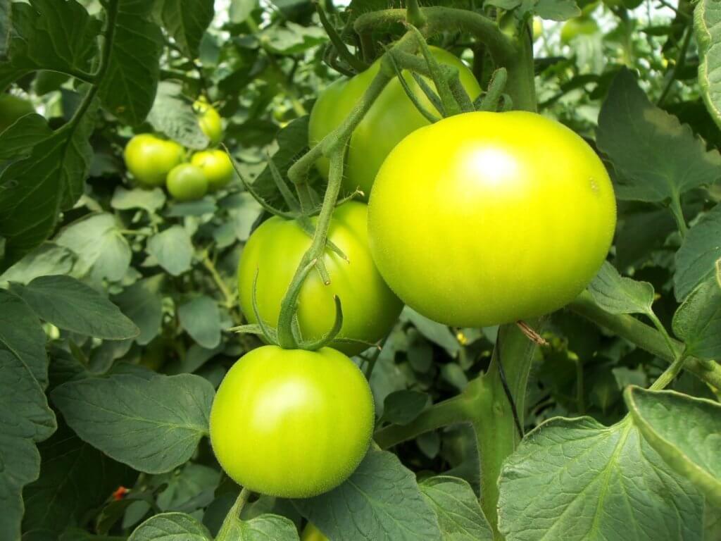 Hydroponic Tomatoes green