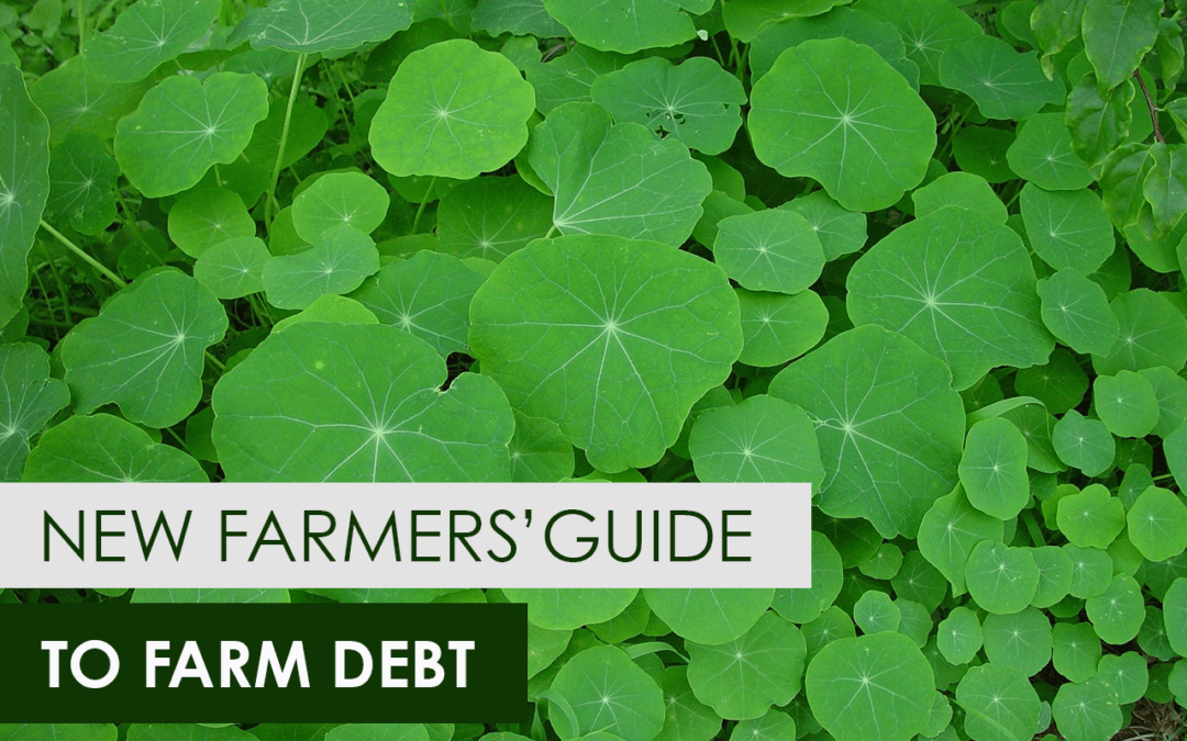 The Beginner’s Guide to Hydroponic Tomatoes