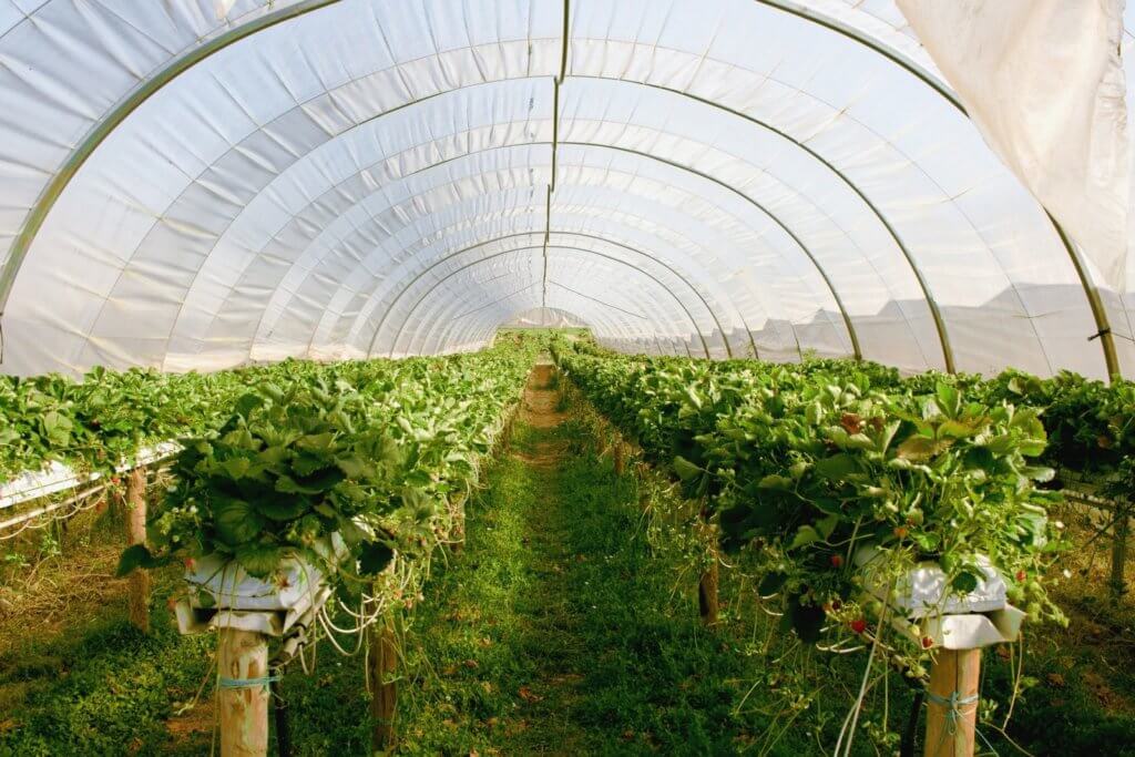 Farm Website greenhouse