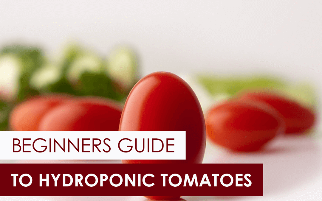 The Beginner’s Guide to Hydroponic Tomatoes