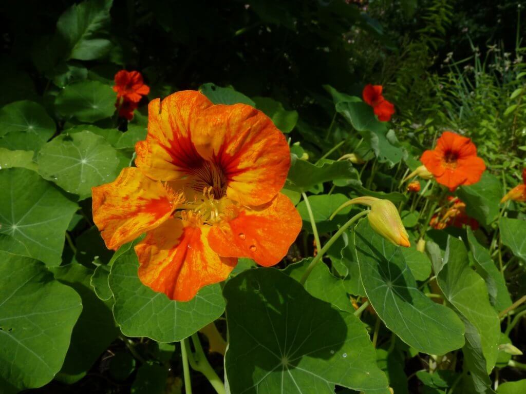 nasturtium hydroponics variegated