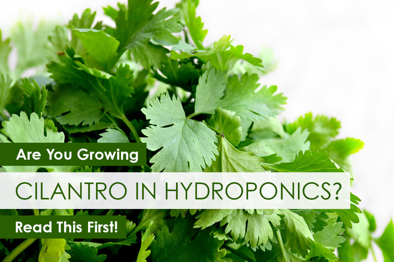 Are You Growing Cilantro In Hydroponics Read This First Upstart University,How To Attract Hummingbirds To Your Hand
