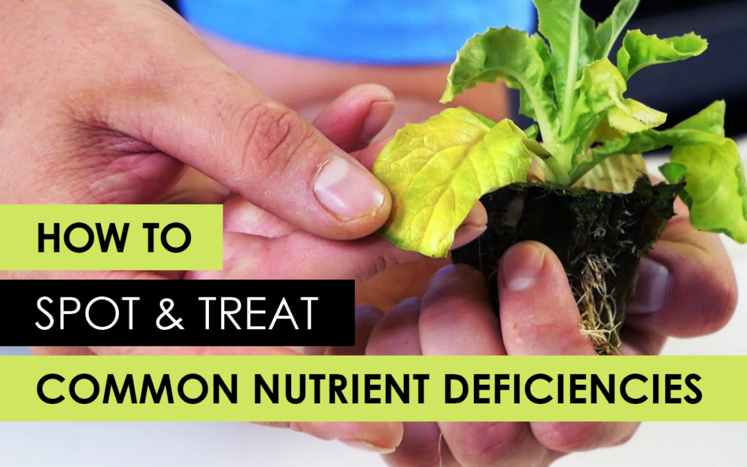 Nutrient Deficiencies Featured Image