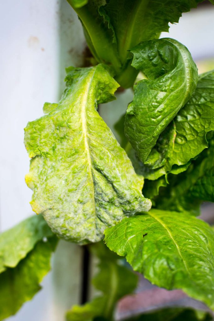 powdery mildew on lettuce- How to Sanitize and Sterilize Hydroponic systems